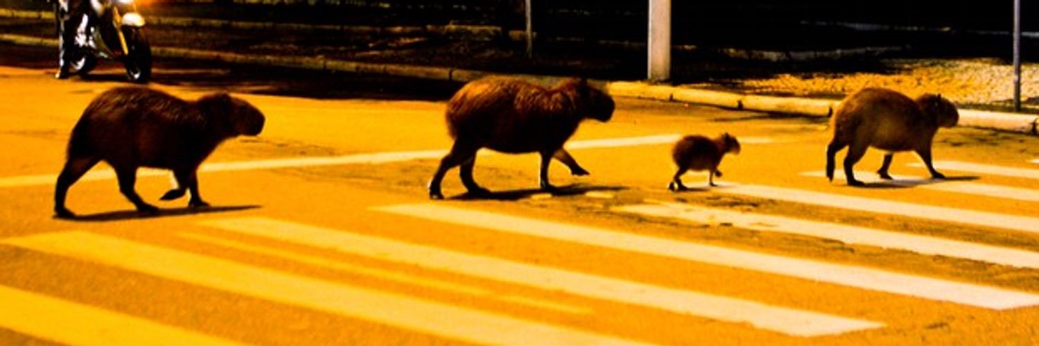 _rosanas's profile banner image