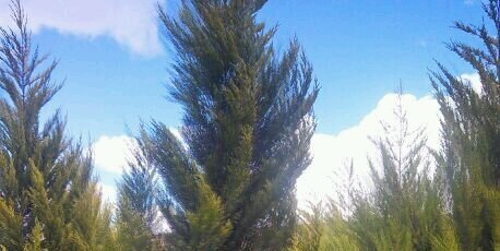 Edgar Burciaga banner