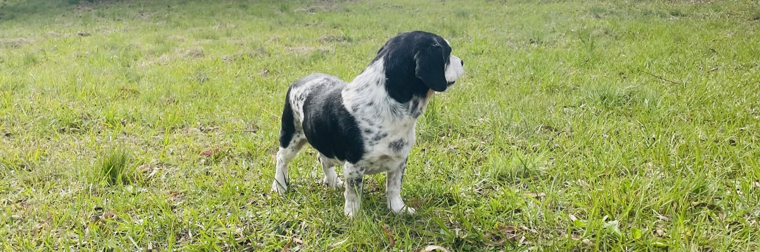 ncanali_'s profile banner image