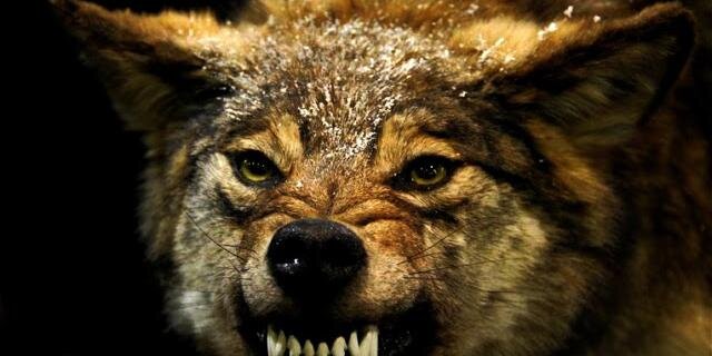 _alphafitness's profile banner image