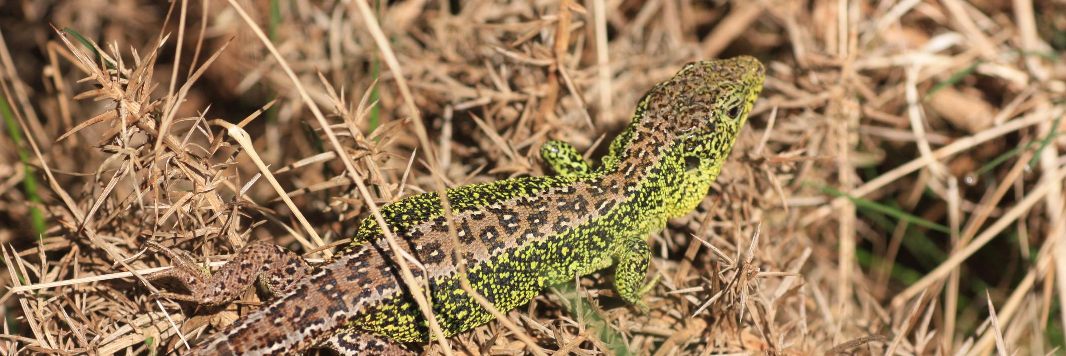 Richard Kerridge banner