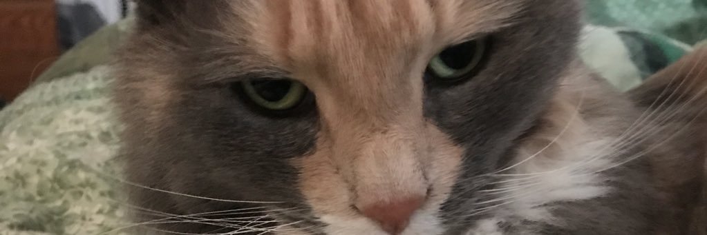 nikkiesme's profile banner image