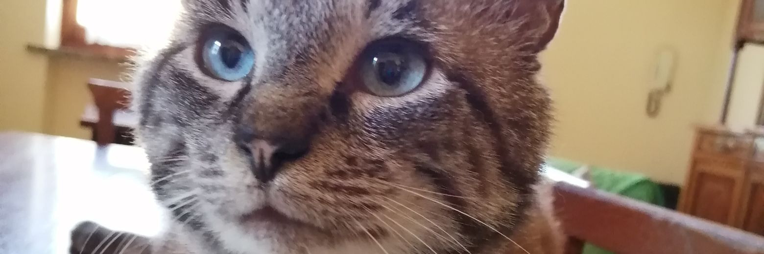 AnnaMasseroni banner