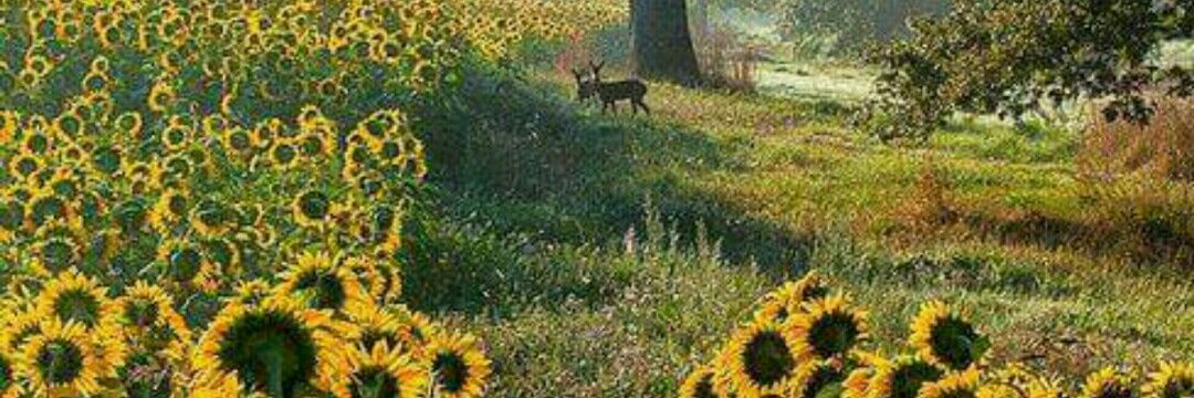 naye_valeriaph's profile banner image