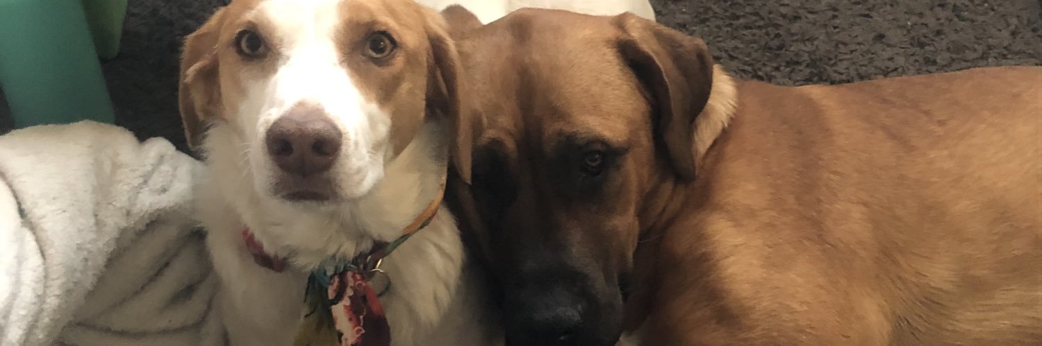 ashley_kravitz's profile banner image