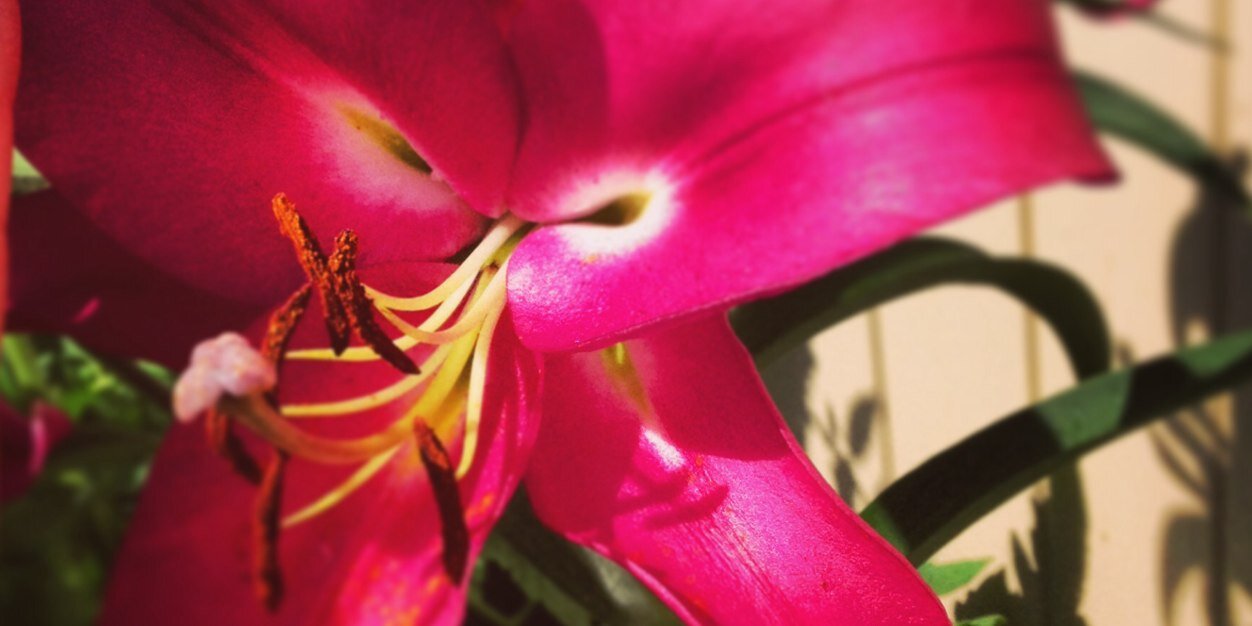 pinder_dawn's profile banner image