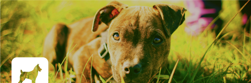 Pawvision's profile banner image