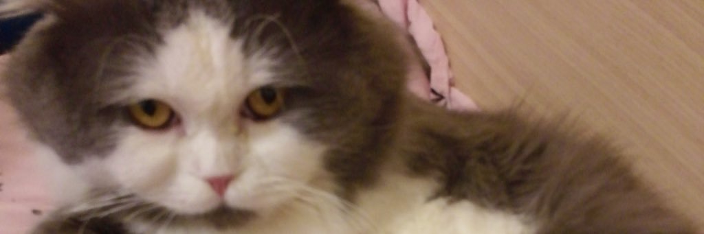 ShoTime_ShoTime's profile banner image