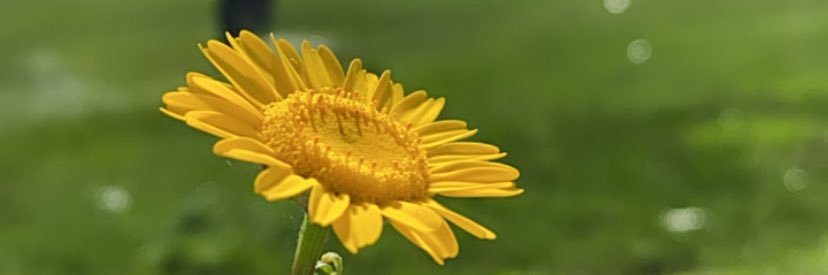 GeorginaHuelmo's profile banner image
