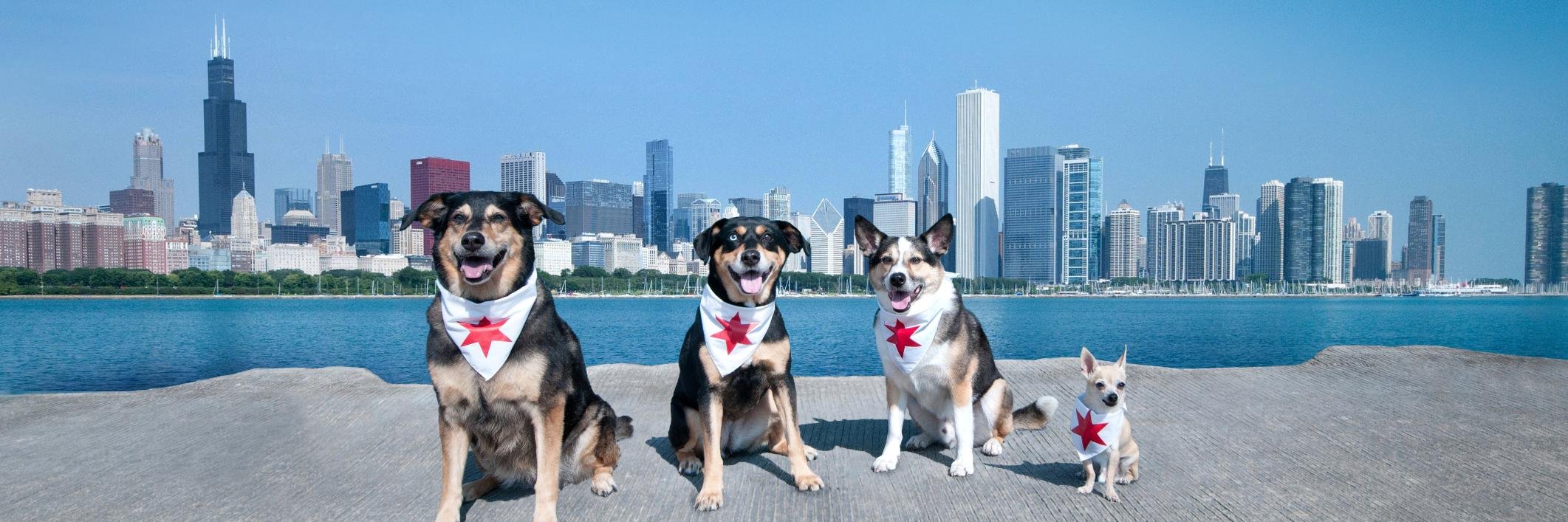 Liberation Press banner