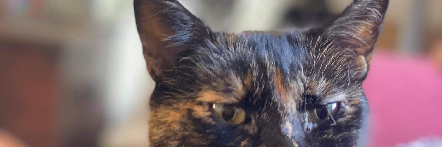 Andy Williams banner