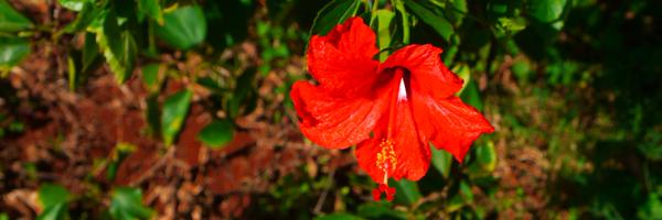 VetoLiberalism Profile Banner