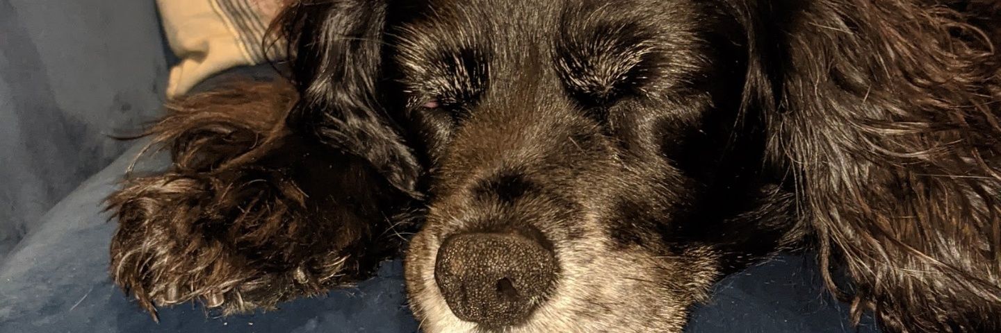cmorrisonxo's profile banner image
