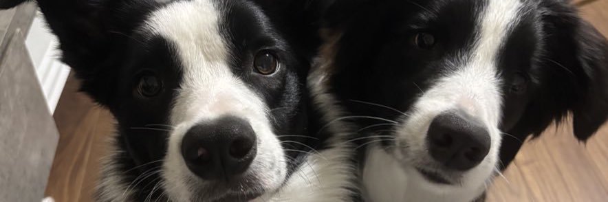 ぴかちゅうのしっぽ੭⚡︎ banner