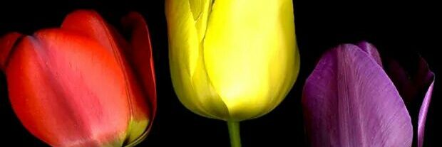 msagra55's profile banner image