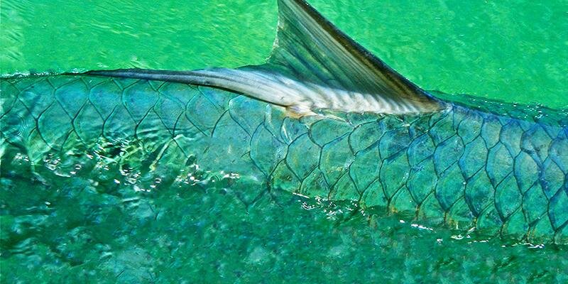 andersonsfish's profile banner image
