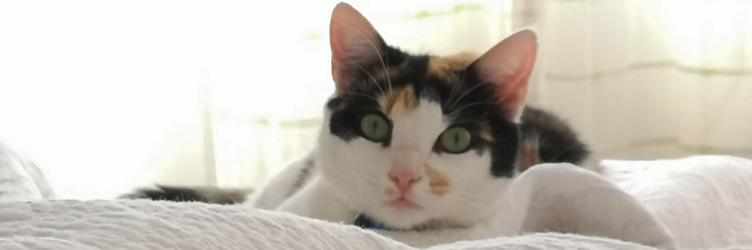 __fernandamfpd's profile banner image