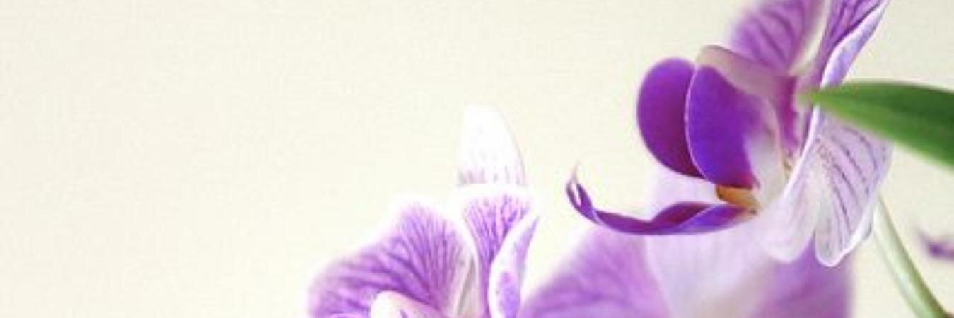 dalindamor's profile banner image
