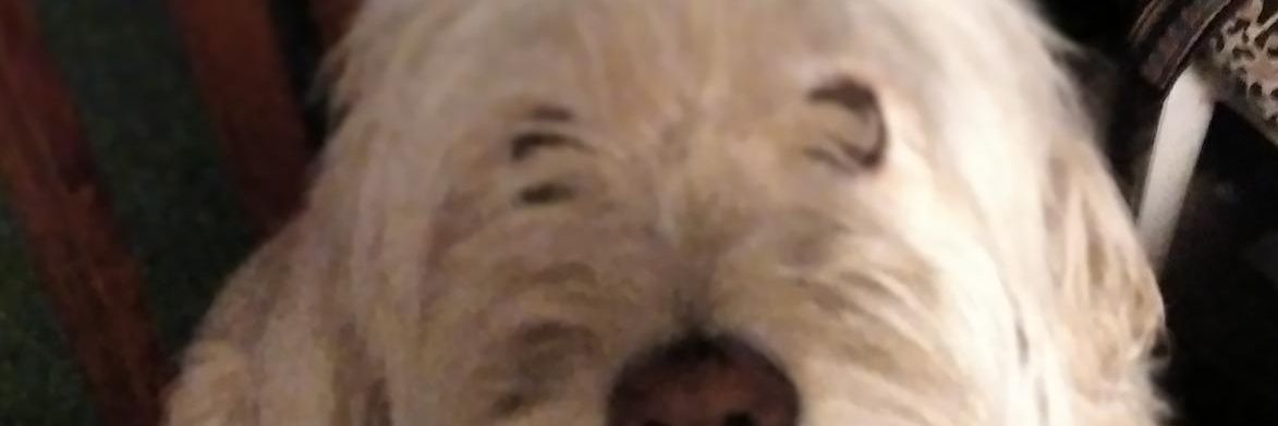 Carlota🤟 banner