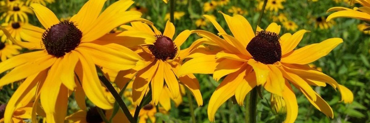 Trash Free Maryland banner