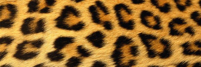 Mollyfayee_'s profile banner image