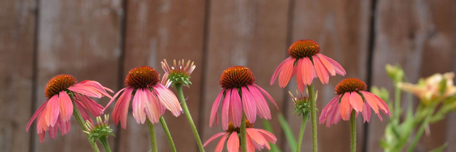 PlantCalifornia's profile banner image