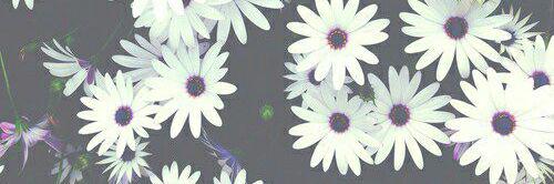 abbi_banks's profile banner image