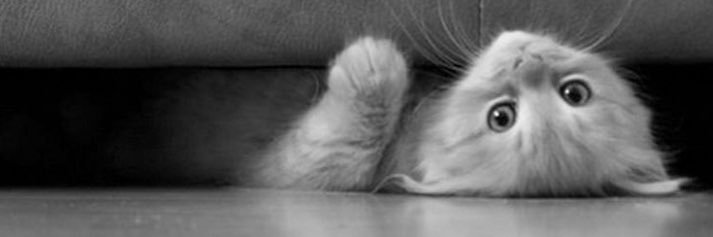 MissSuzy41's profile banner image