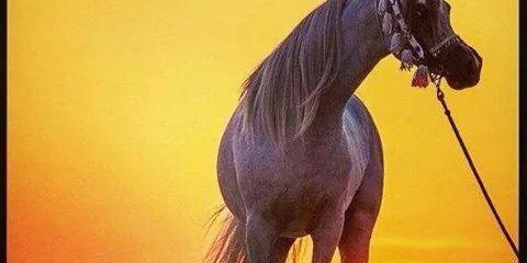 lovee2311's profile banner image