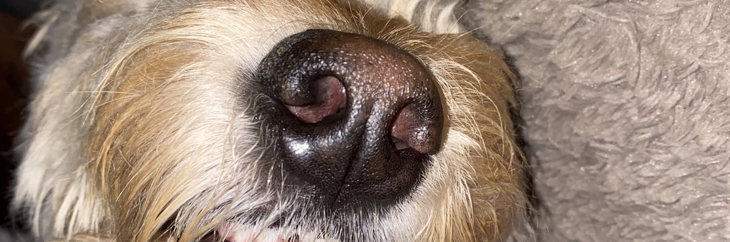 heyannier's profile banner image