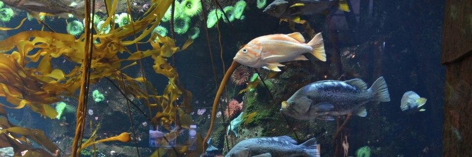 BCMarineLife's profile banner image