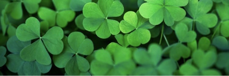 Molly M. Steinke ☘️ banner