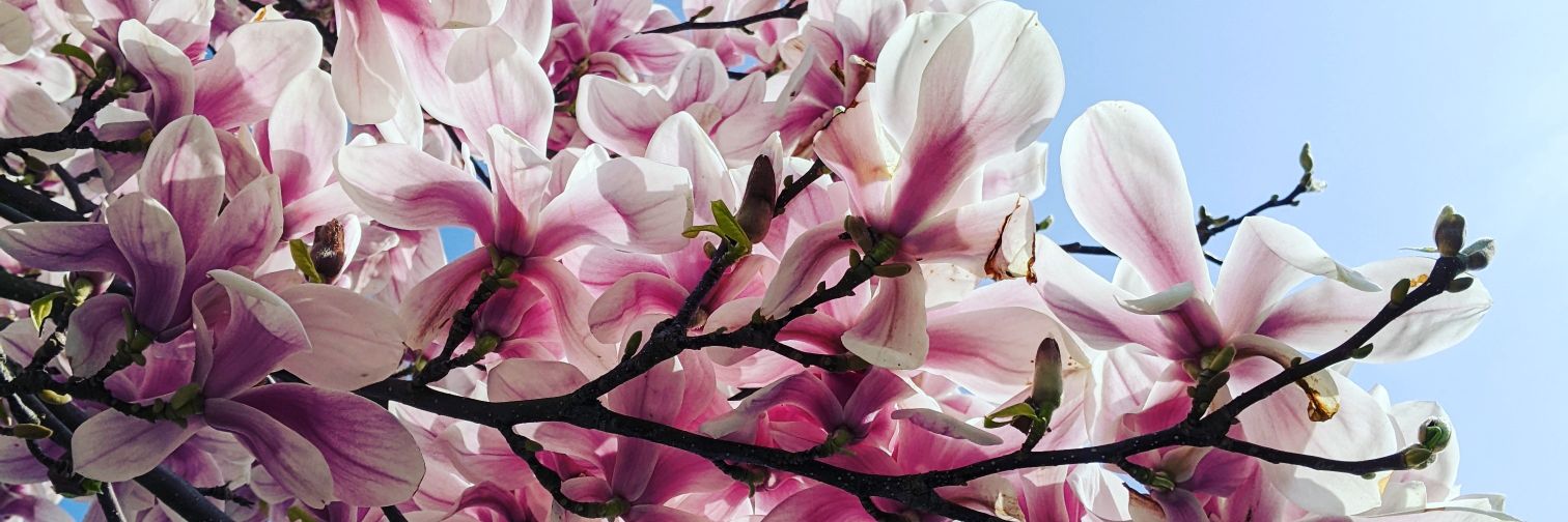 🌛Amanda🌜 banner