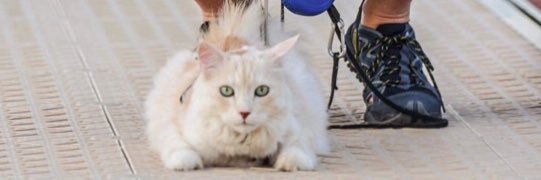 JohanVerhoeve's profile banner image