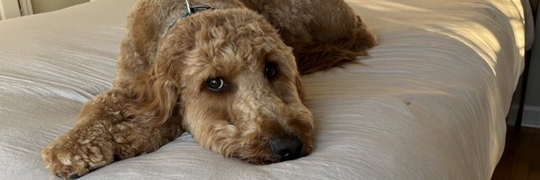 fosterdeariso Profile Banner