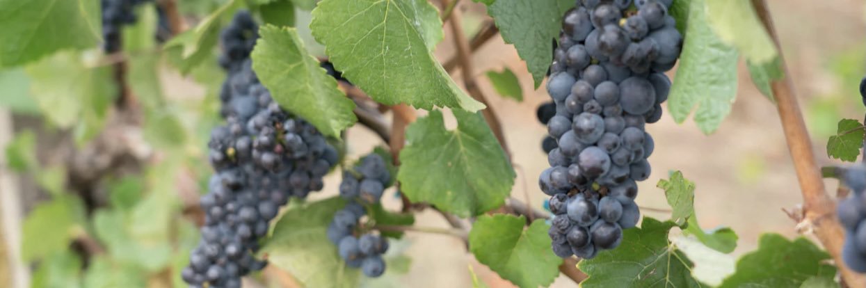 CountessKat🐬 banner