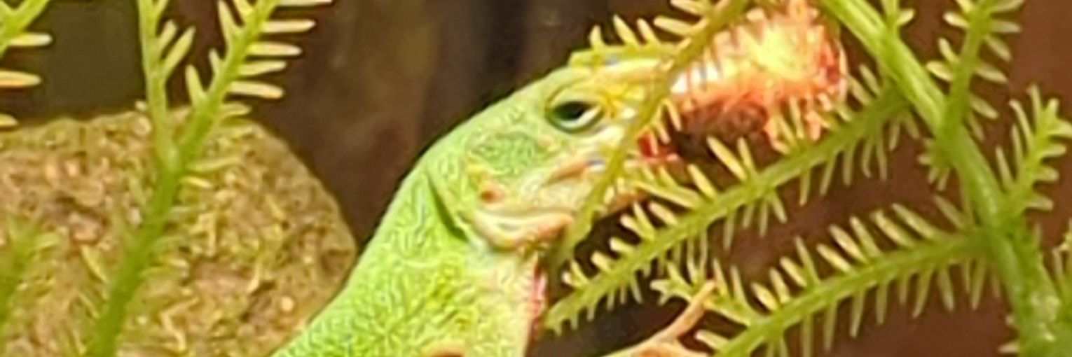 🪭 Yoa, Mother of Lizards | 🔜 OMG!Con banner