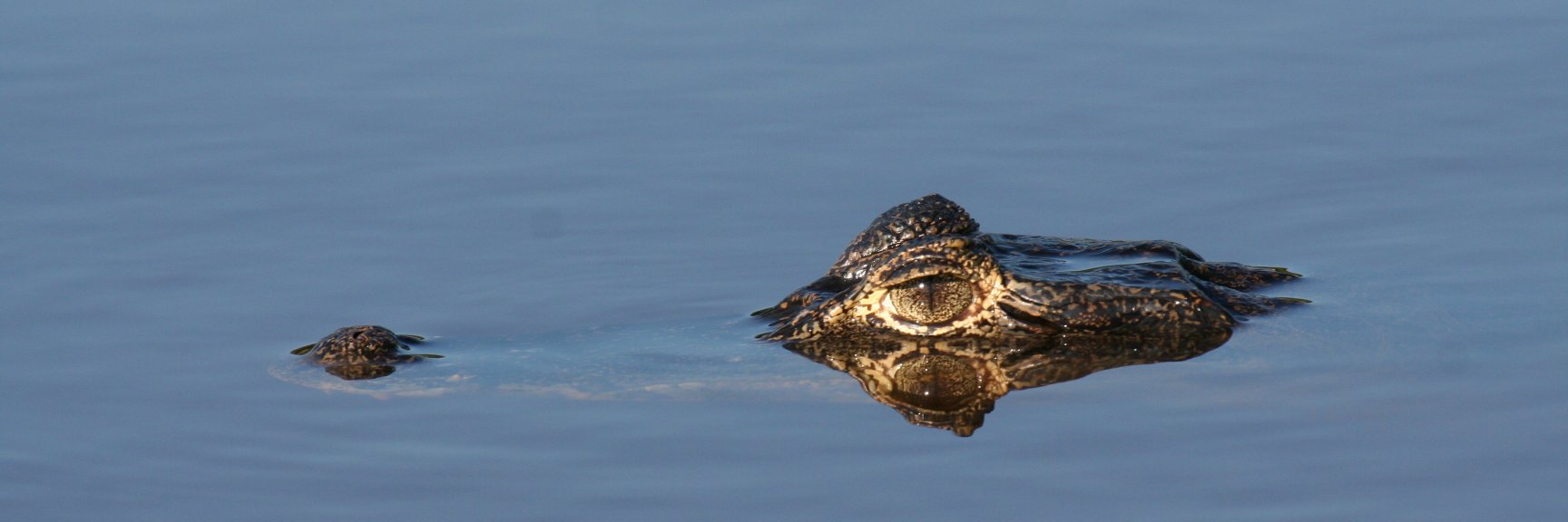 David Rollinson banner