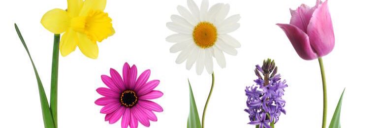 Heyy_Lisaa's profile banner image