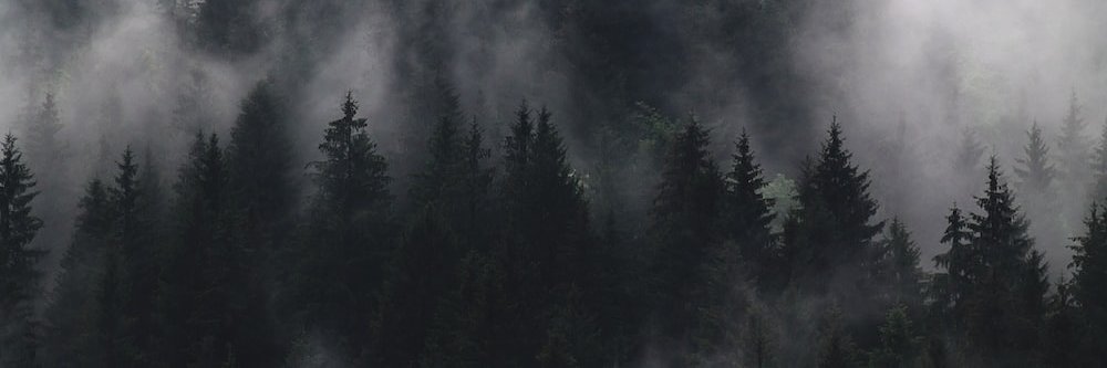 brizifyy's profile banner image