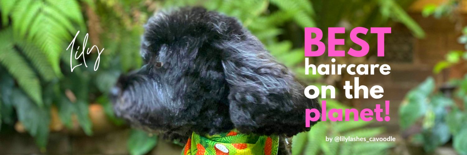 uwdogs's profile banner image