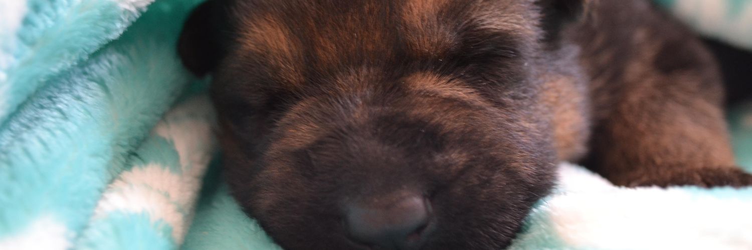 mbmopar's profile banner image