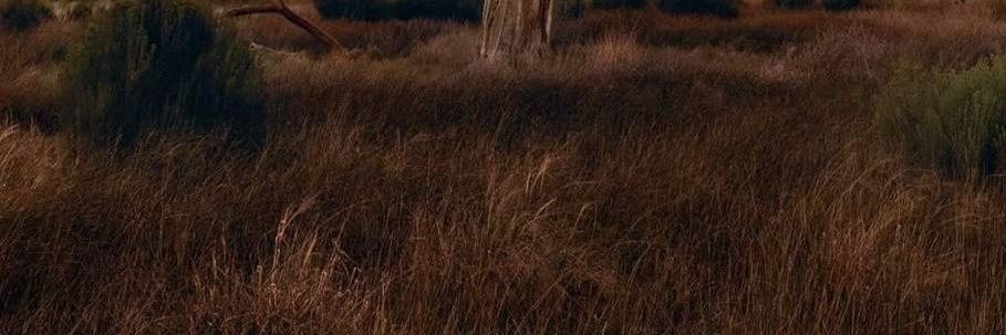 morrolokochon banner