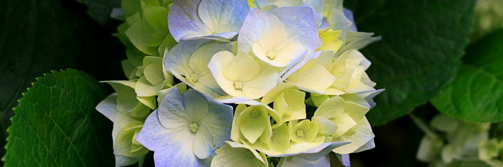 Moraima Gutierrez banner