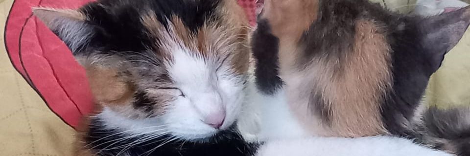 lu0_rn's profile banner image