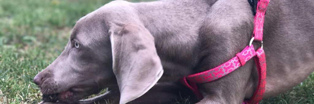 JenKosta's profile banner image