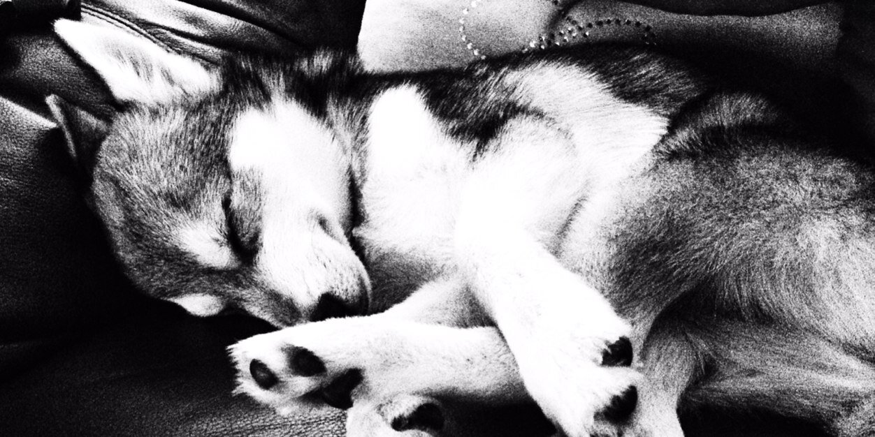 klee_kai's profile banner image