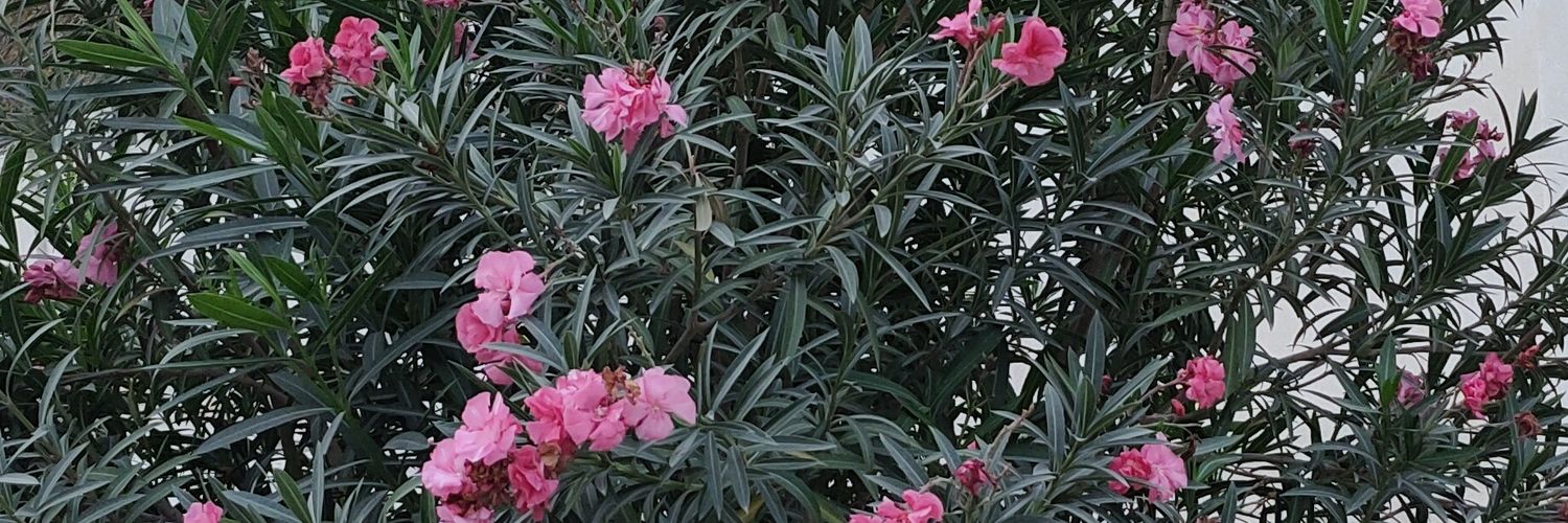 CkKuttasheri's profile banner image