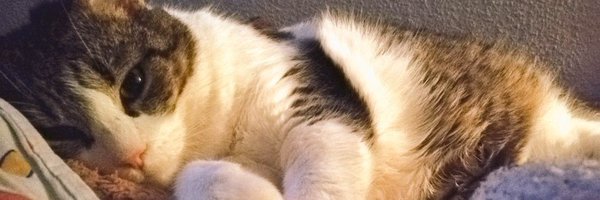 Nichttweeterin Profile Banner