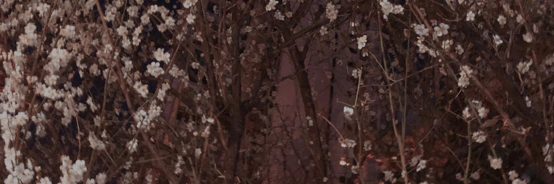 allonsycrys's profile banner image